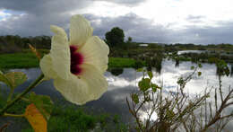 Image of Hibiscus diversifolius Jacq.