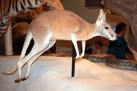 Image of red kangaroo