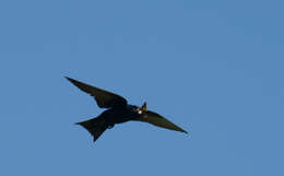 Image of Purple Martin