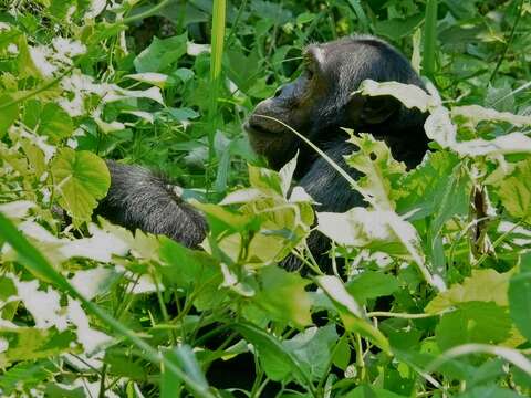 Image of Chimpanzees