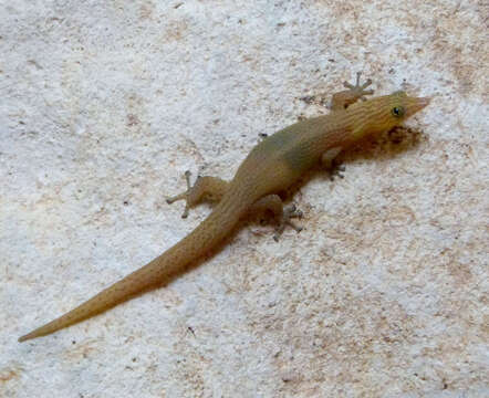 Image of Cuban night lizards