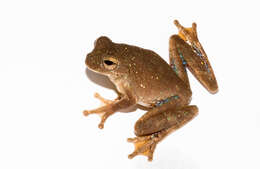 Image of Panama Cross-banded Treefrog