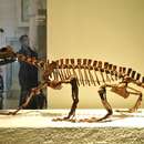 Image of Trilophosaurus buettneri