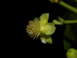 Image of Tovomita longifolia (L. C. Rich.) Hochr.