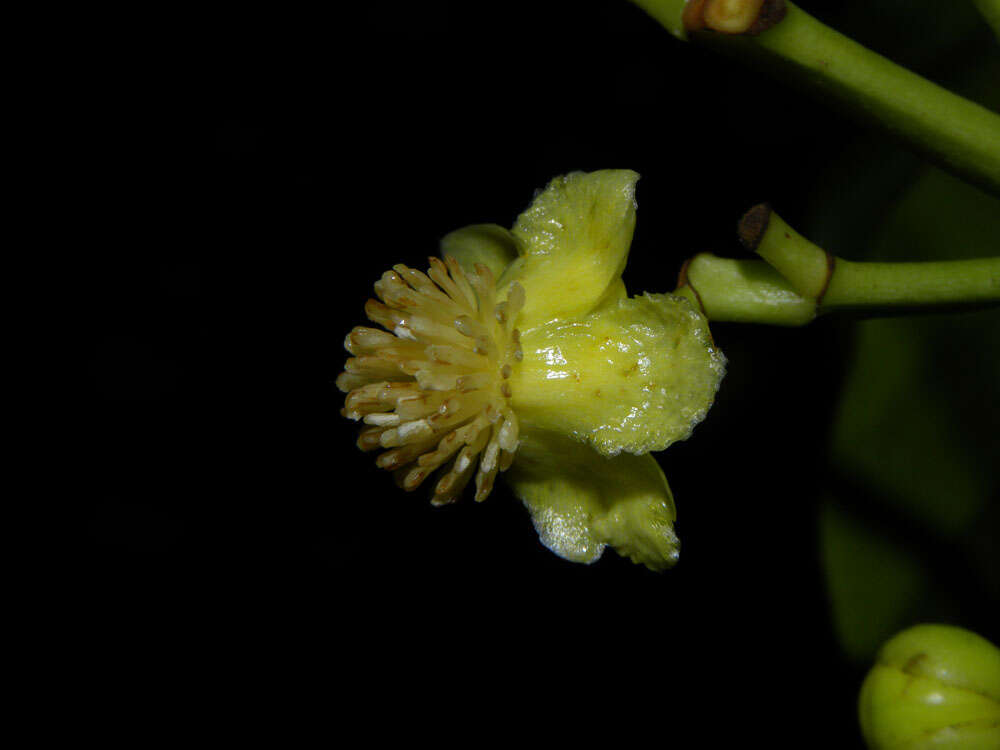 Image de Tovomita longifolia (L. C. Rich.) Hochr.