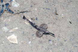 Image of Long-tailed Dragonfish