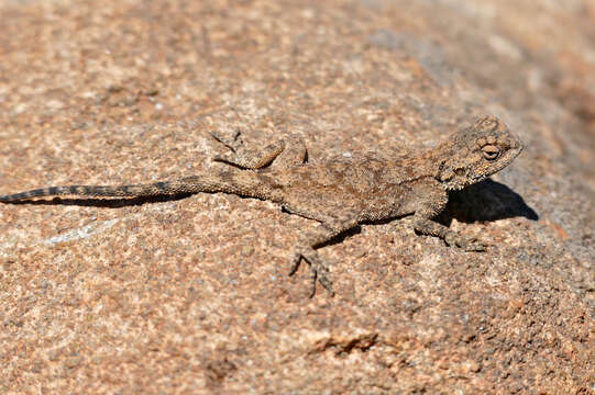 Image of southern rock agama