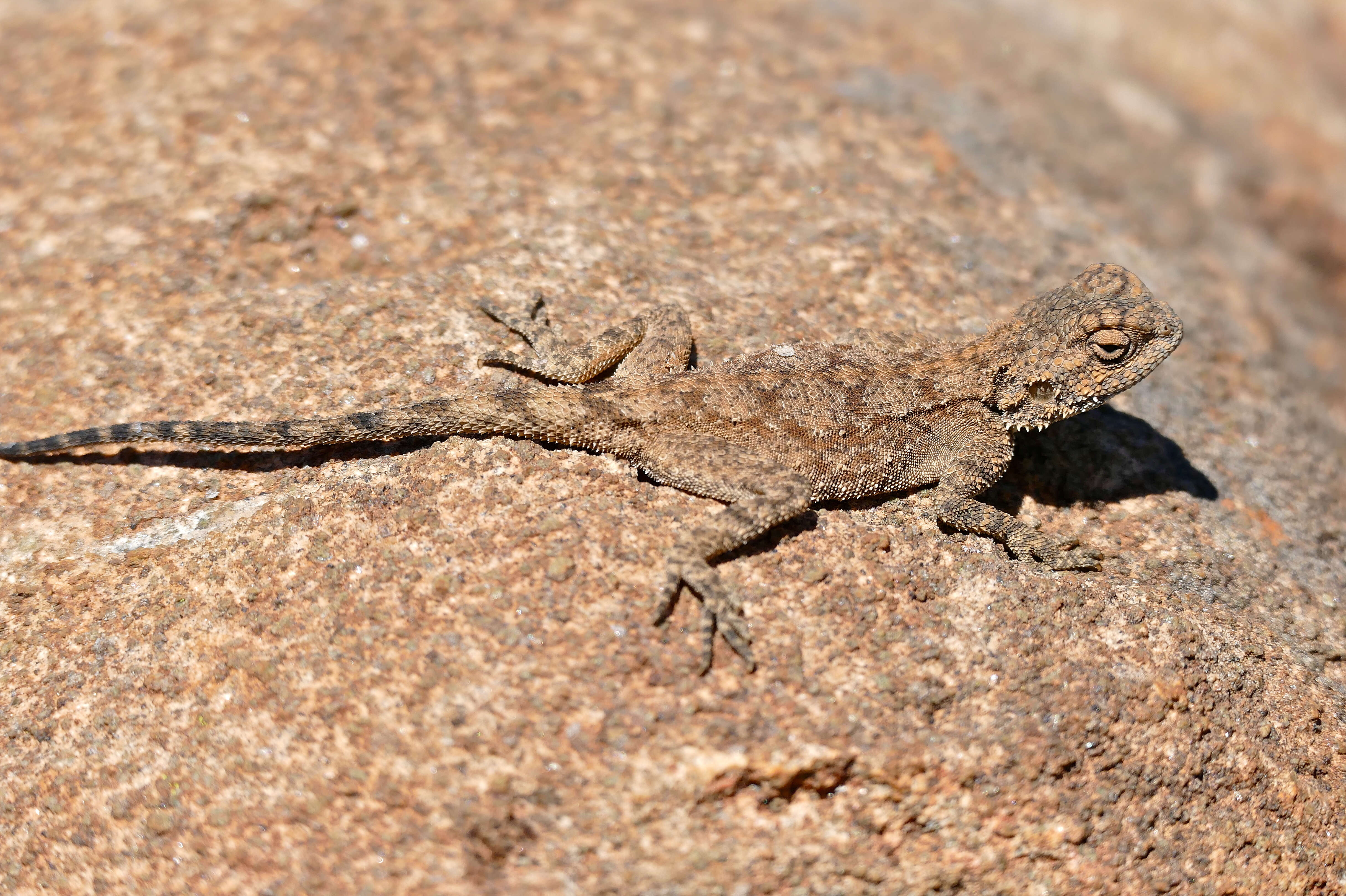 Image of Scortecci's Agama