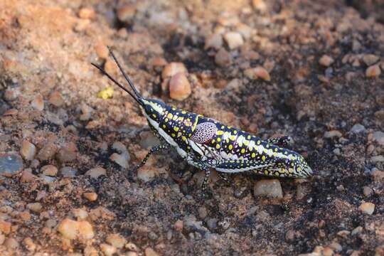 صورة Greyacris profundesulcata (Carl 1916)