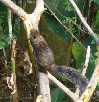 Image of Variegated Squirrel