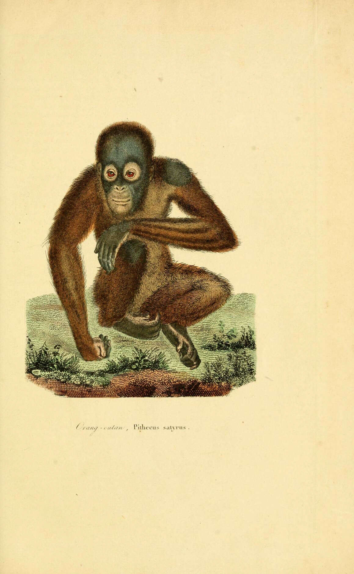 Image de Pongo Pygmaeus