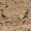 Image of Burchell's Courser