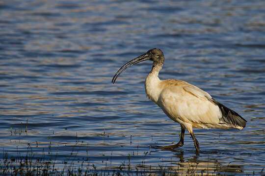 Image of Australian White Ibis