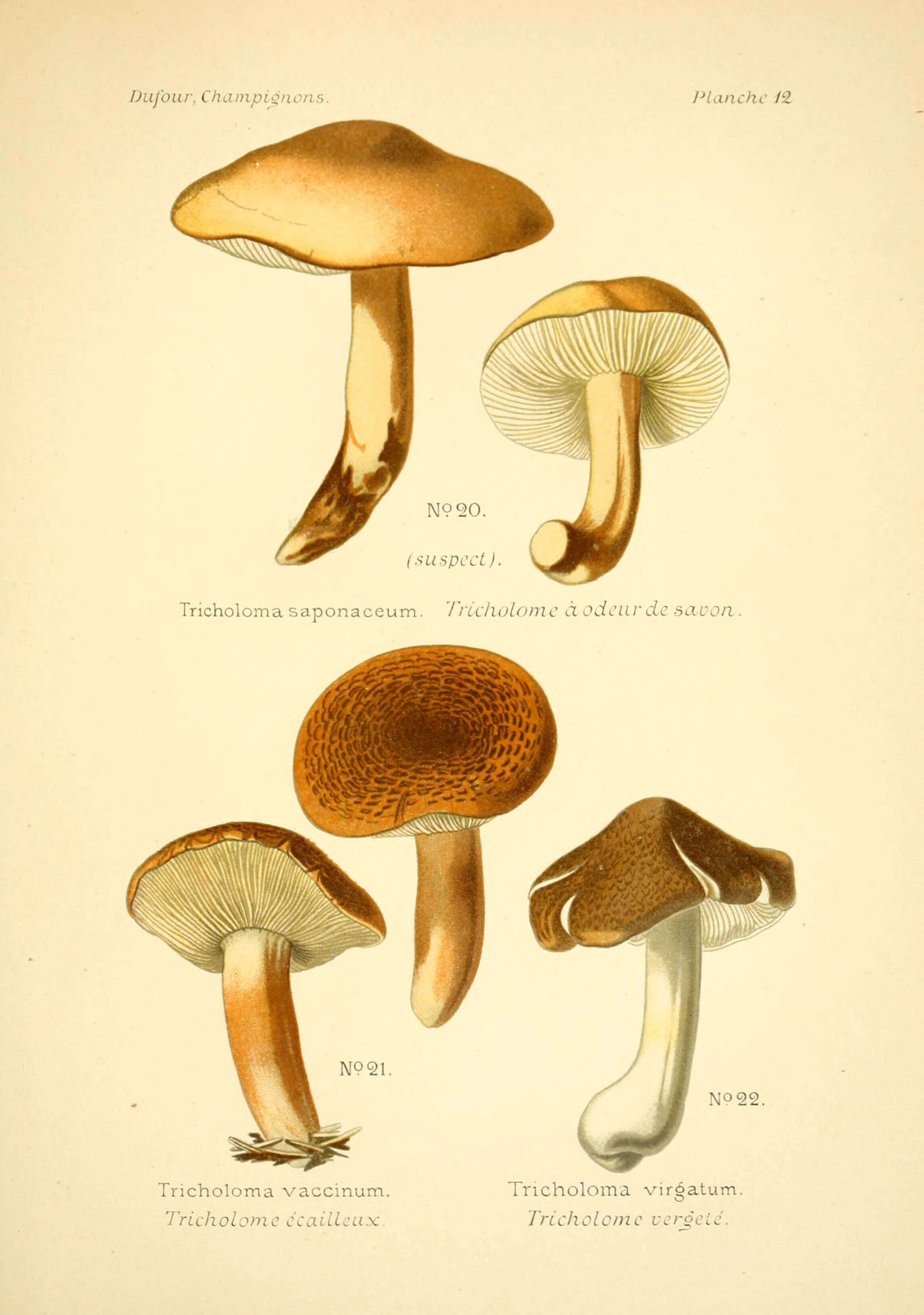 Image of soap tricholoma