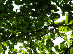 Image of Ficus nymphaeifolia Mill.