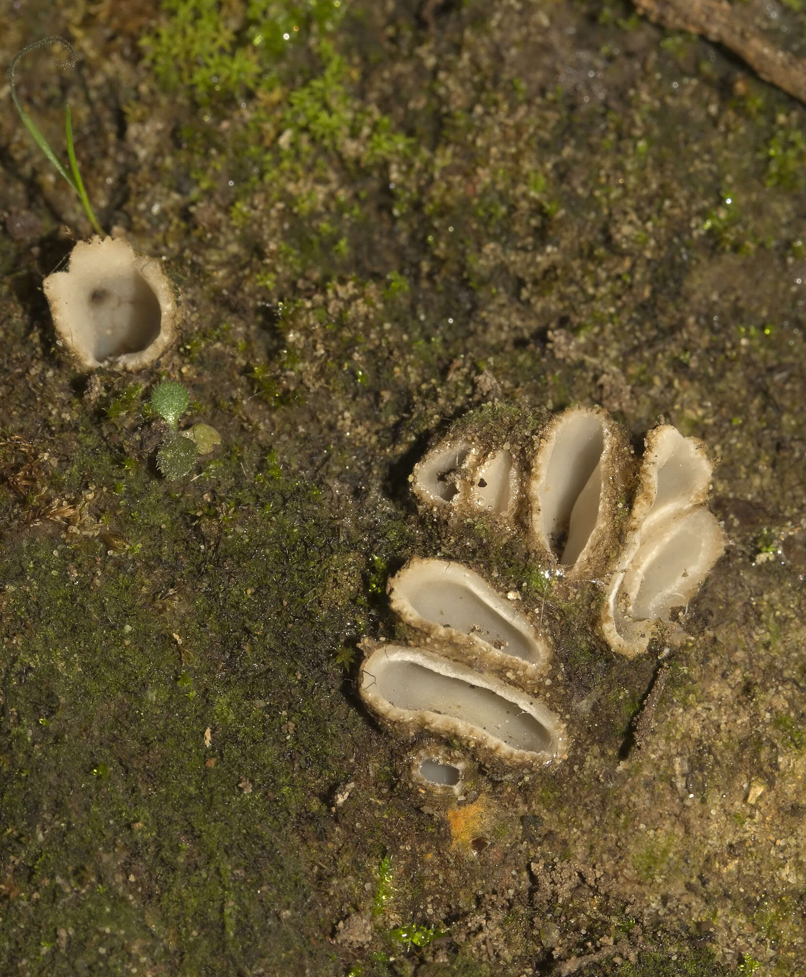 Image of Geopora arenicola (Lév.) Kers 1974