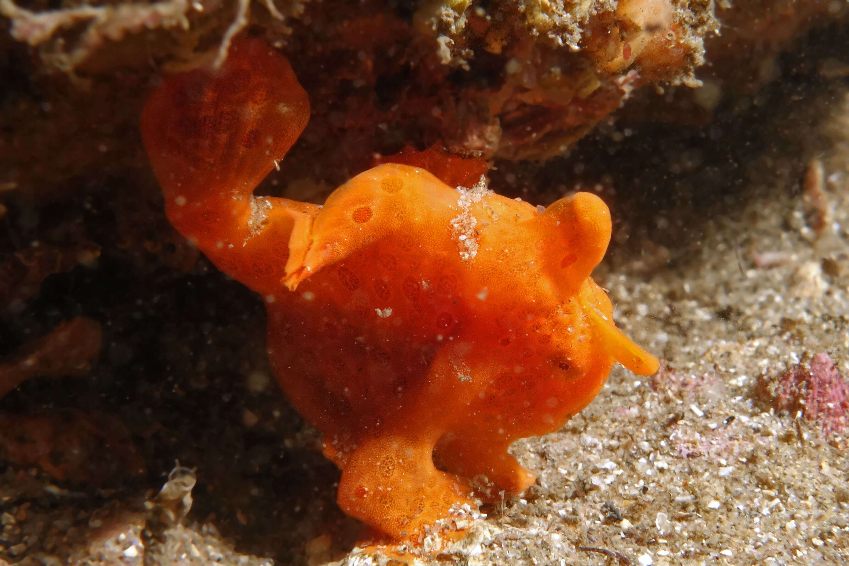 Image of Painted frogfish