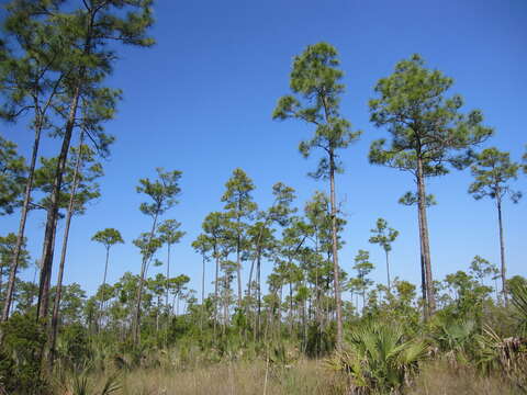 Image of south florida slash pine