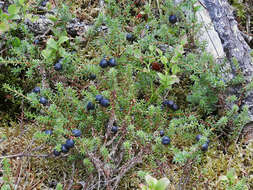 Image of crowberry