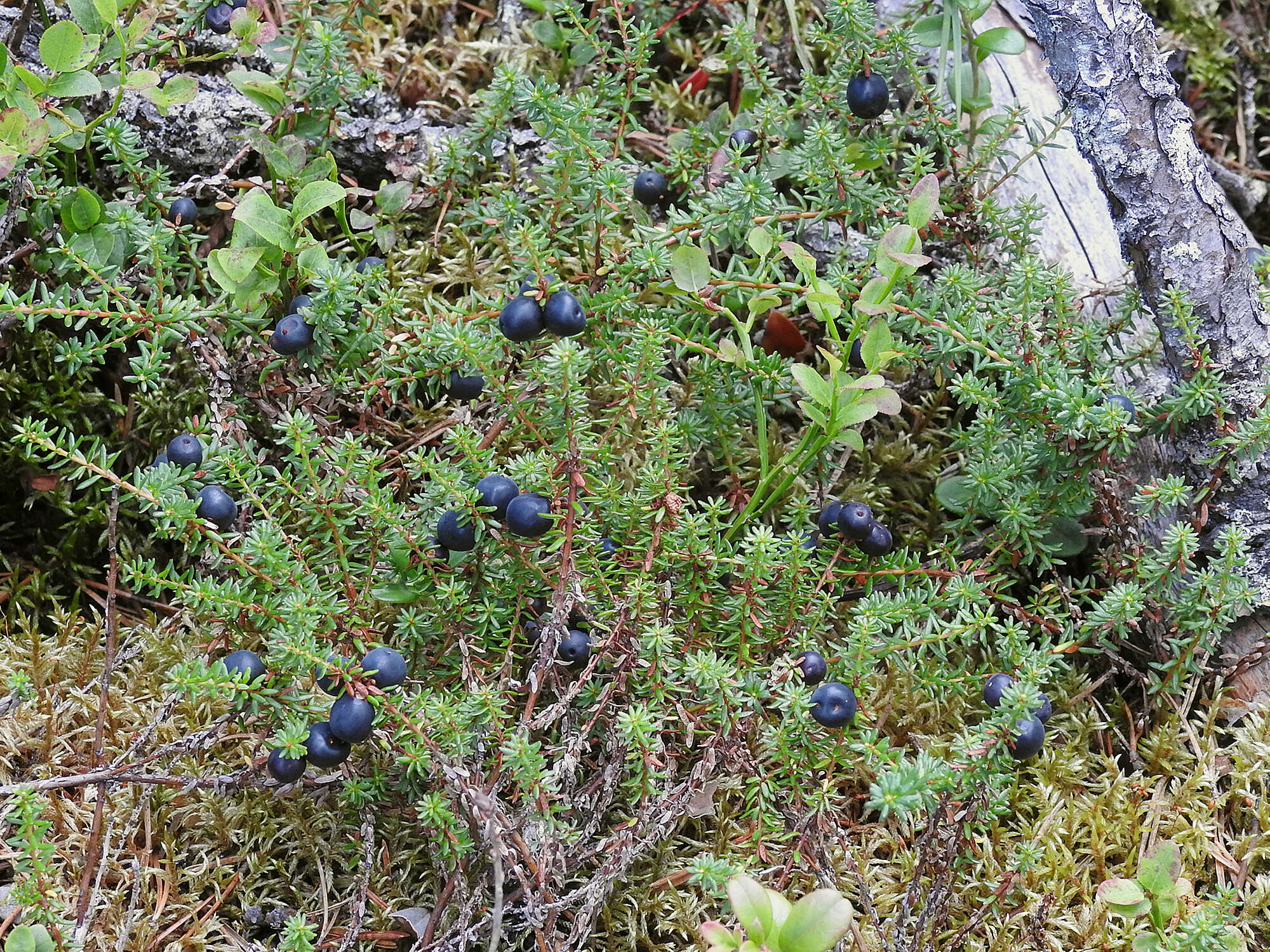 Image of crowberry