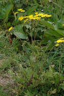 Image of hawksbeard