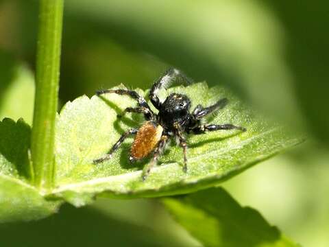 Carrhotus xanthogramma (Latreille 1819) resmi