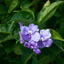 Image of largeflower brunfelsia