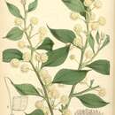 Sivun Acacia urophylla Benth. kuva