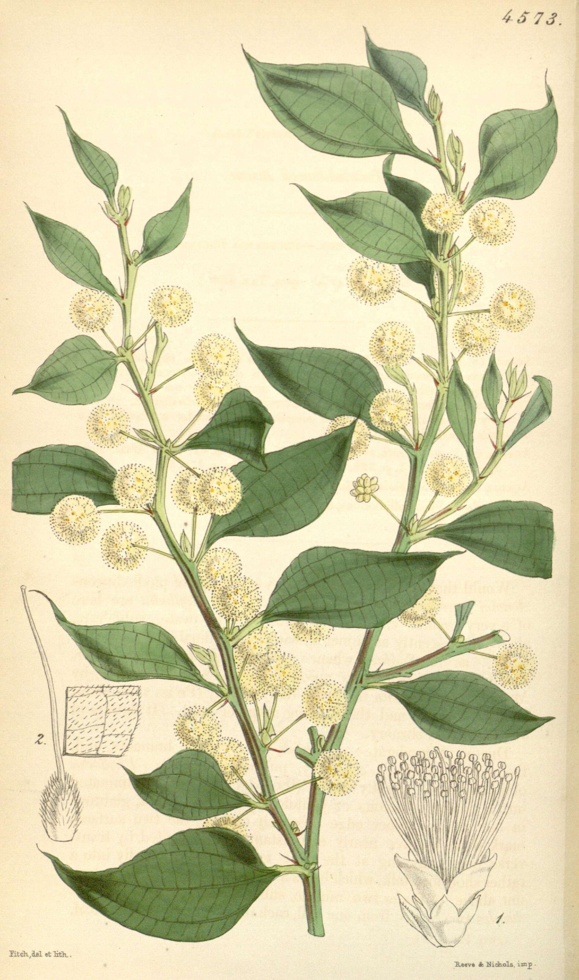 Plancia ëd Acacia urophylla Benth.