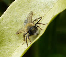 Image of Andrena varians (Kirby 1802)