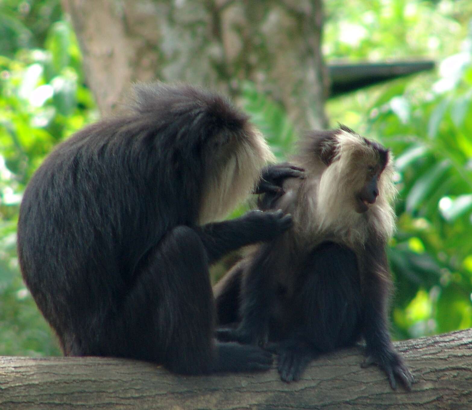 Image of Lion-tailed Macaque