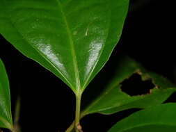 Image of Miconia lateriflora Cogn.