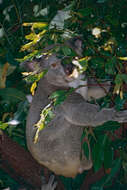 Image of Wombats and Koalas