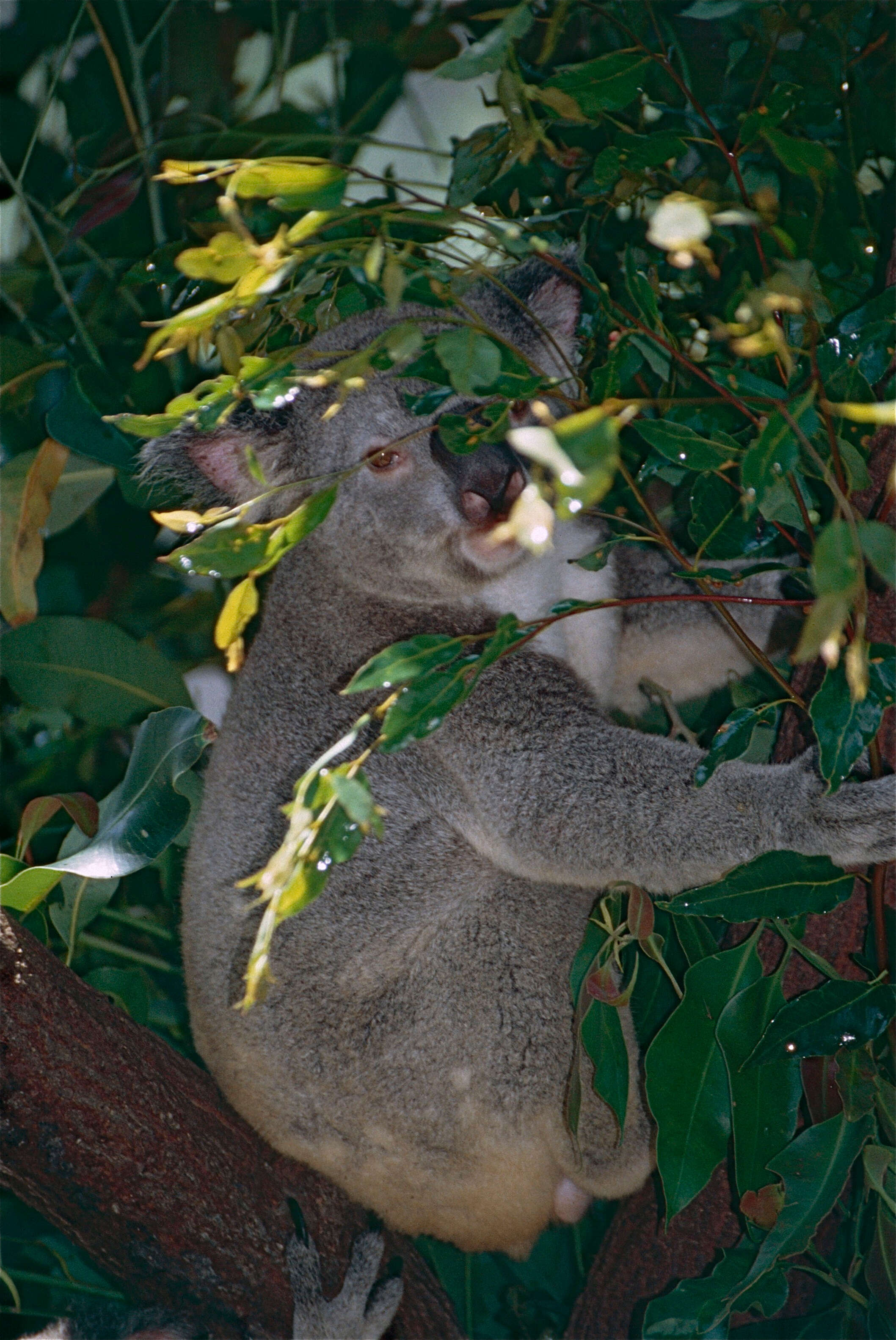 Image of Wombats and Koalas