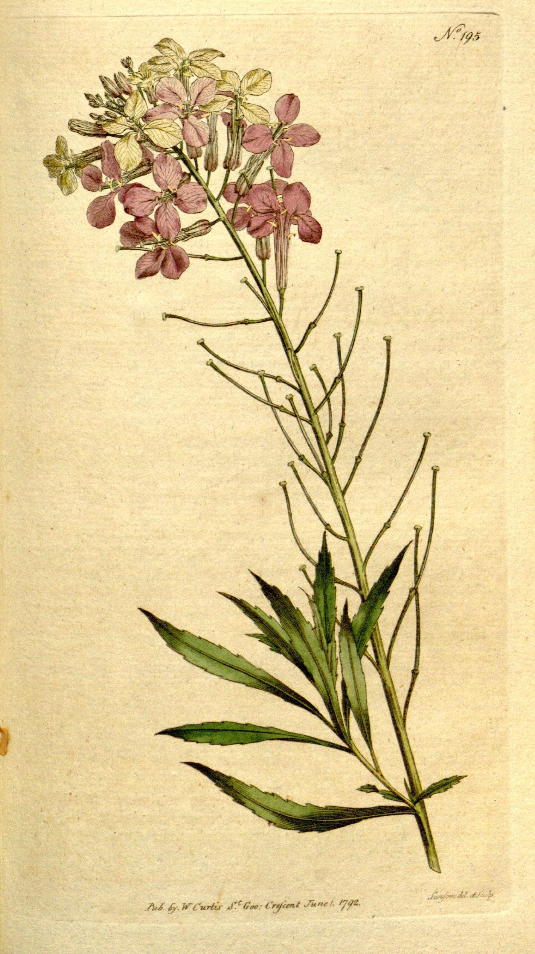 Image of Bowles perennial wallflower