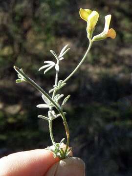 Image of shrubby deervetch