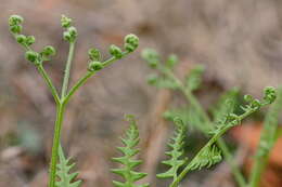 Image of brackenfern