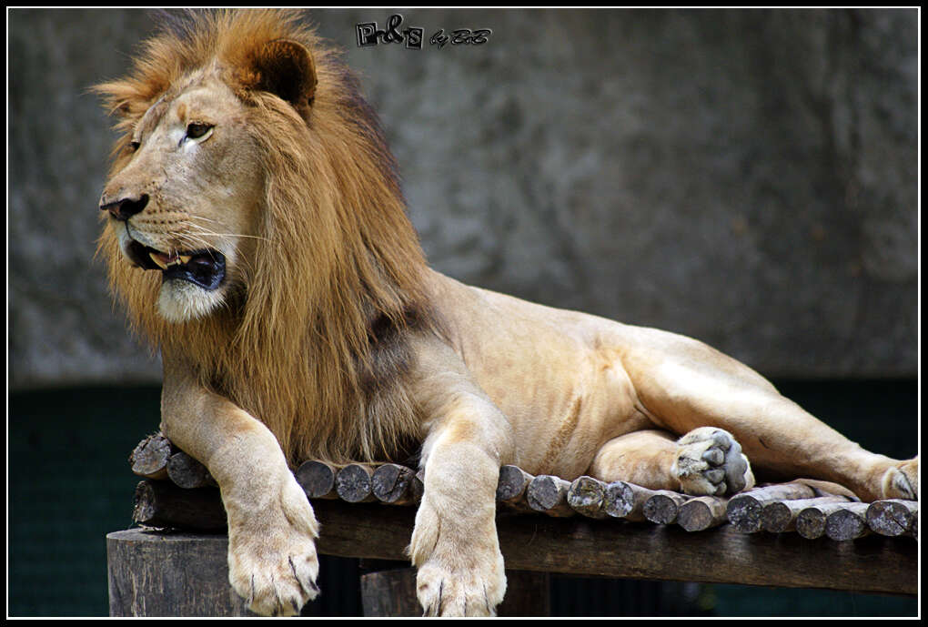 Image of African Lion