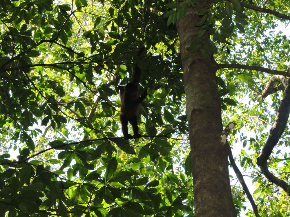 Image of Black-handed Spider Monkey