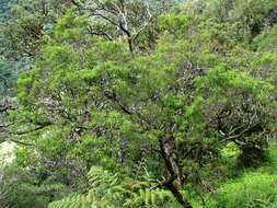 Image de Santalum freycinetianum Gaud.