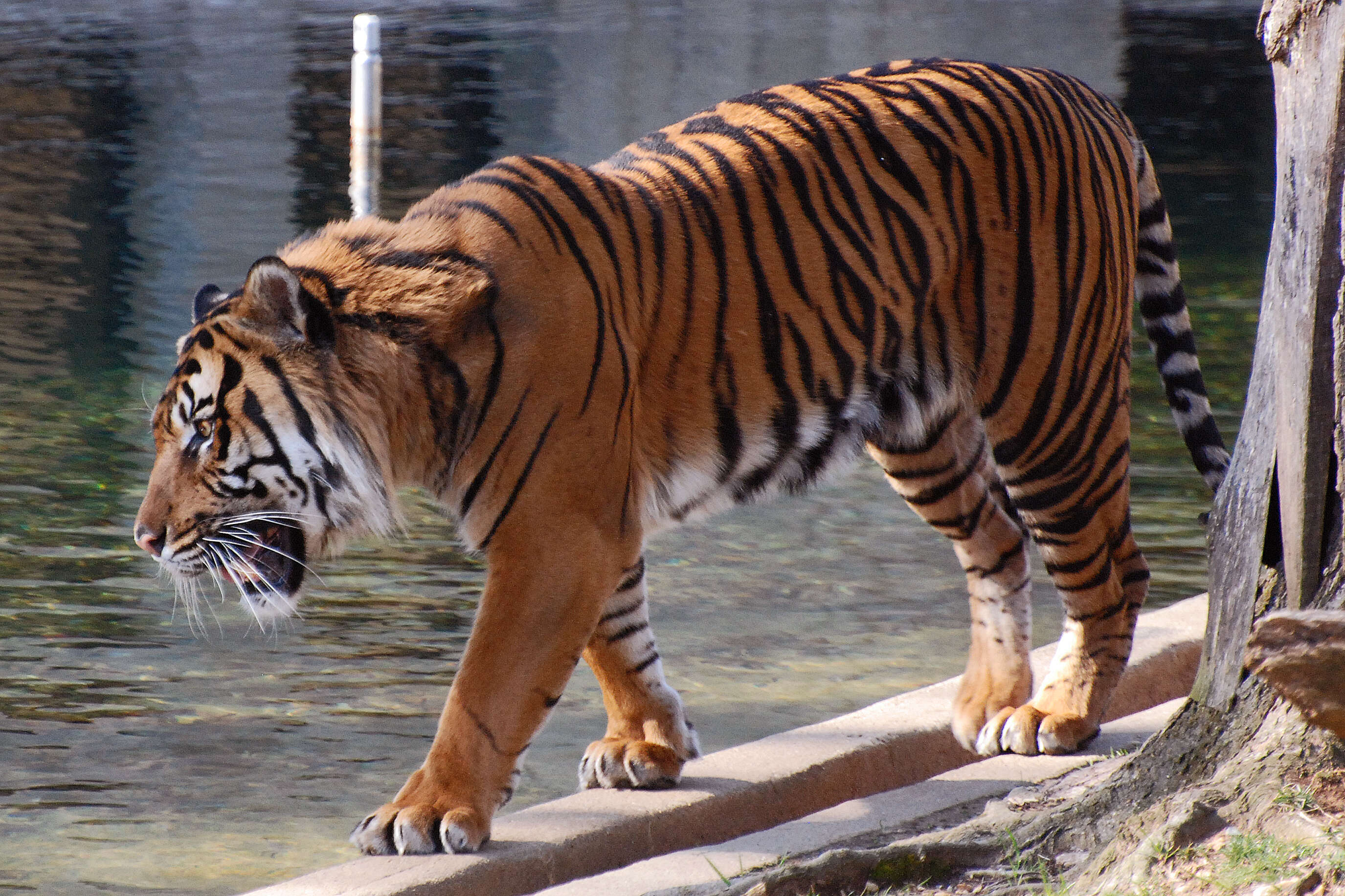 Image of Tiger