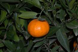 Image of citrus