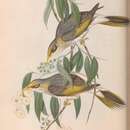 Sivun Manorina flavigula lutea (Gould 1840) kuva