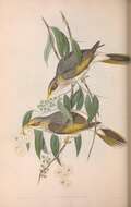Sivun Manorina flavigula lutea (Gould 1840) kuva