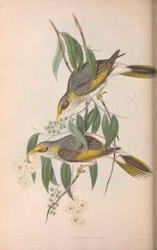 Image of Manorina flavigula lutea (Gould 1840)