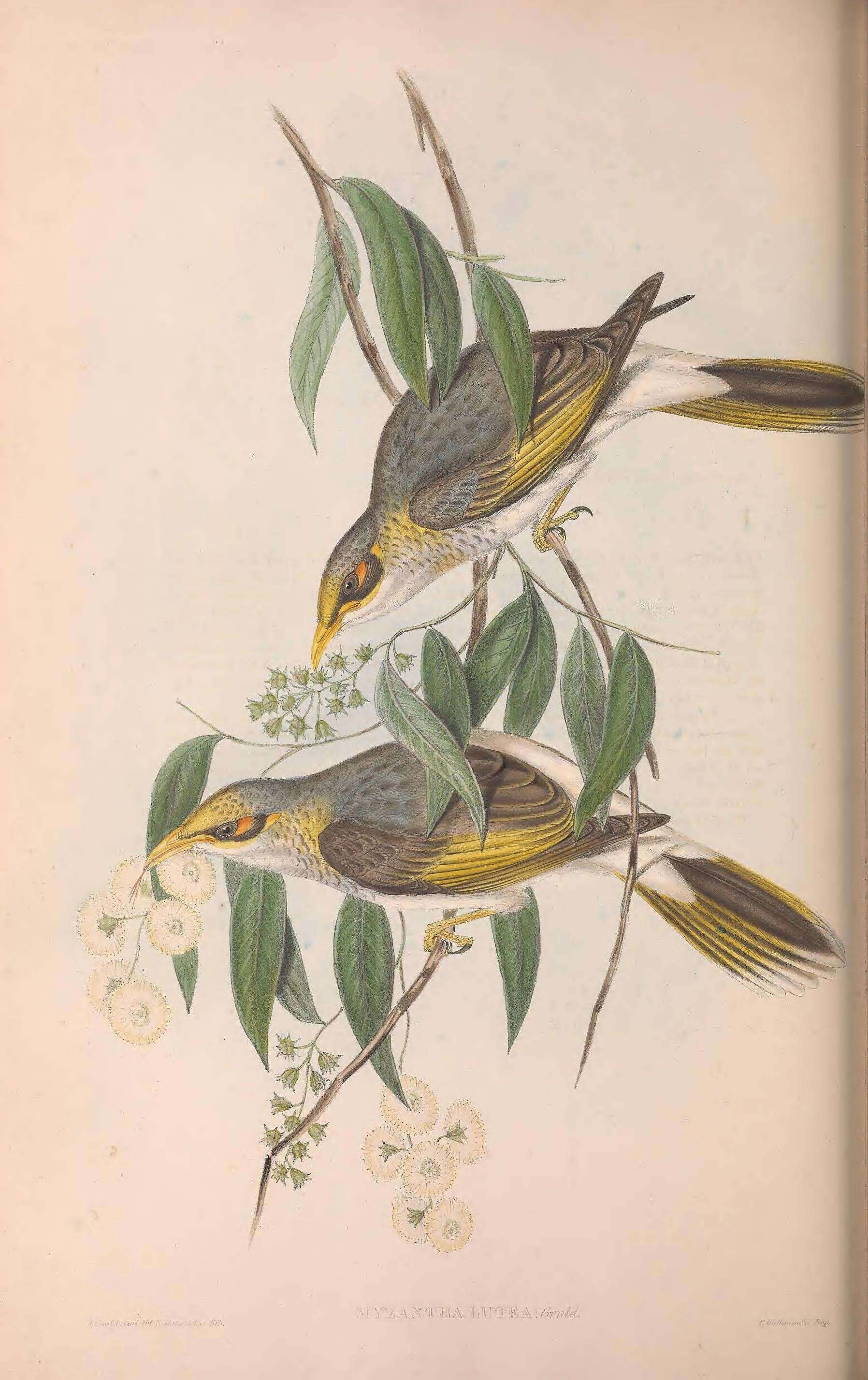 Image of Manorina flavigula lutea (Gould 1840)