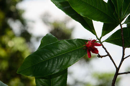 Image of ochna