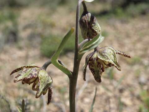 Image of spotted fritillary