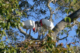 Image of Jabiru Hellmayr 1906