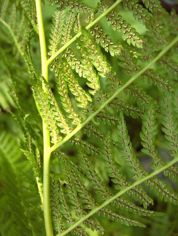 Image of ladyfern